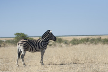 Afrika Namibia Etosha Wildlife Zebra
