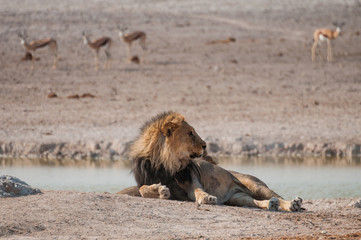 Zwei männliche Löwen am Wasserloch vor Springböcken; Etosha, Namibia