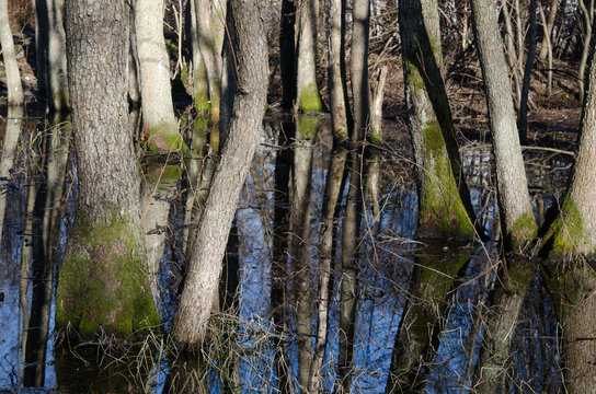 Spring landscape, tree trunks in flood waters
