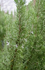 Gewürzpflanze blühender Rosmarin in Nahaufnahme