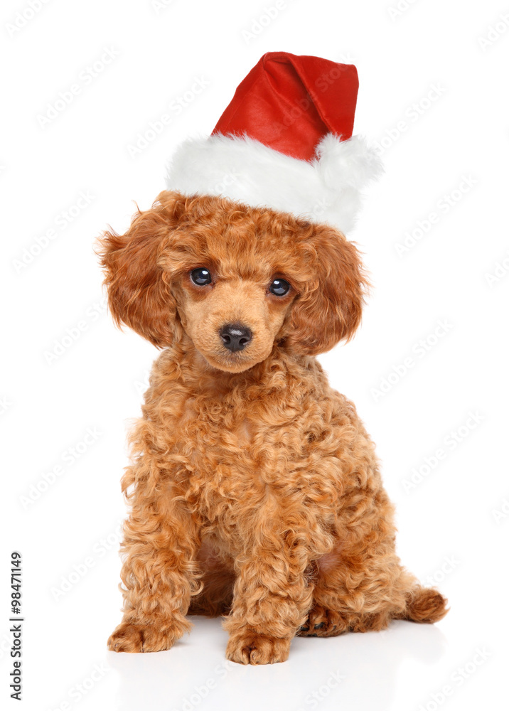 Sticker poodle puppy in santa hat