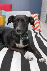 chien l&eacute;vrier espagnol femelle dans appartement bauhaus