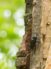 Damaged female stag beetle, Lucanus cervus climbing oak tree, reflections in the background