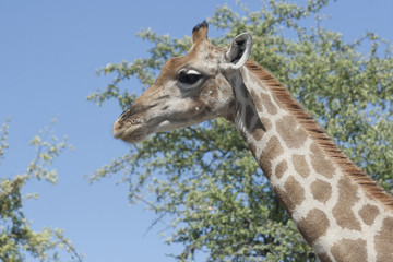 Afrika Namibia Etosha Wildlife