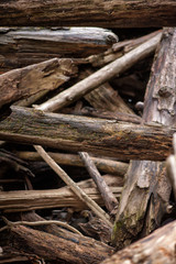 Fototapeta premium Wild dry patterns of wood create rough view 