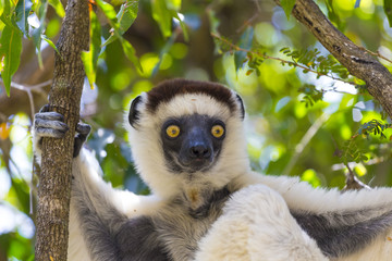 Fototapeta premium Yellow deep gaze eyes on a white lemur in Madagascar