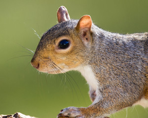 Fototapeta premium Grey Squirrel Portrait