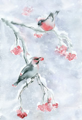 Watercolor painting. Two birds on a branch with berries. - 98472754