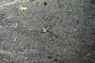 waterproof fresh posed road asphalt with water drops after rain