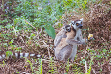Ring-tailed lemurs family