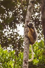 Diademed sifaka