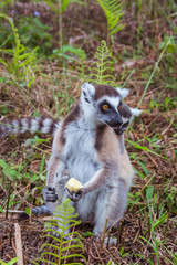 Ring-tailed lemurs family