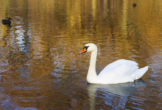 A swan on rippled water with autumnal tree reflections