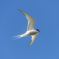 Single seagull flying at blue sky at Iceland, summer, 2015
