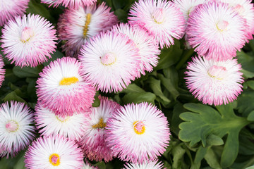 Background of pink bellis © kiravolkov