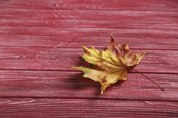 Naklejka na ściany i meble Autumn leaf on a red wooden table