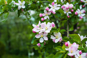 Obraz na płótnie Canvas Blooming apple tree in spring time