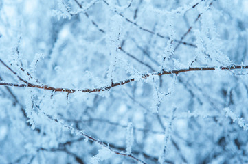 branch of a tree covered with frost in winter