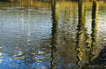 Tree stems reflections in rippled water