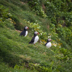 Icelandic puffins at remote islands, Iceland, summer, 2015