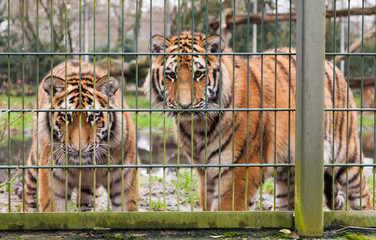 Tiger lauern vor Zaun
