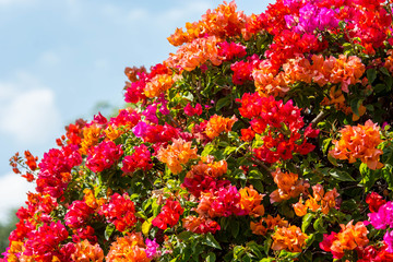 Colorful Bougainvillea flower