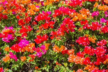 Colorful Bougainvillea flower