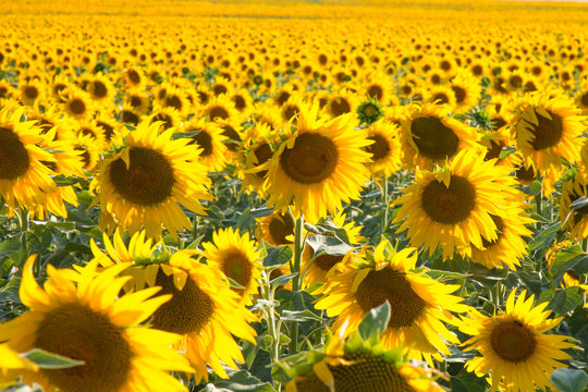 girasoles
