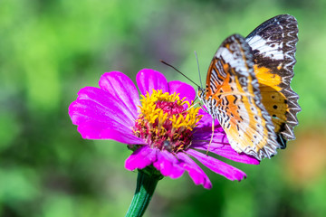 Fototapeta na wymiar macro of butterfly on zinnia flower (The Leopard Lacewing)