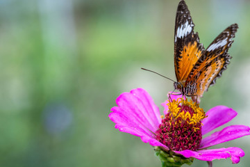 Fototapeta na wymiar macro of butterfly on zinnia flower (The Leopard Lacewing)