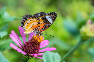 macro of butterfly on zinnia flower (The Leopard Lacewing)