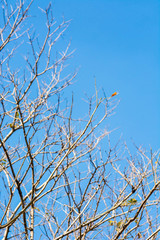 dry brunch of tree against blue sky.(selective focus)