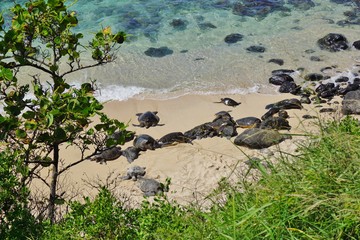Honu giant Hawaiian green sea turtles