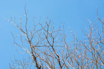 dry brunch of tree against blue sky