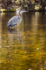 Blue Heron Stands in a Stream