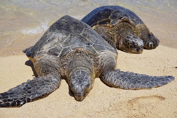 Honu giant Hawaiian green sea turtles in Hookipa Beach Park, on the North Shore of Maui, Hawaii