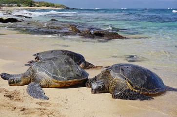 Honu giant Hawaiian green sea turtles in Hookipa Beach Park, on the North Shore of Maui, Hawaii