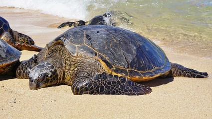 Honu giant Hawaiian green sea turtles in Hookipa Beach Park, on the North Shore of Maui, Hawaii
