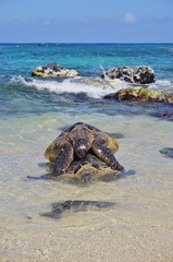 Honu giant Hawaiian green sea turtles in Hookipa Beach Park, on the North Shore of Maui, Hawaii