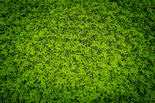 green leaves wall
