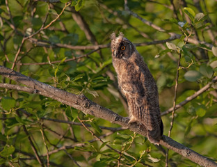 Owlet in the sunset light. Long-eared owl (Asio otus).