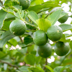 lime trees. green lime