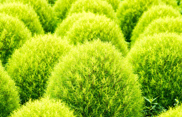Bassia kochia at Hitachi Kaihin Park,ibaragi,tourism of japan（日立海浜公園のコキア）