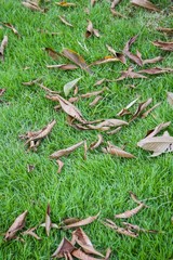 dry leaves on green grass in nature garden