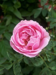 pink damask rose flower in garden