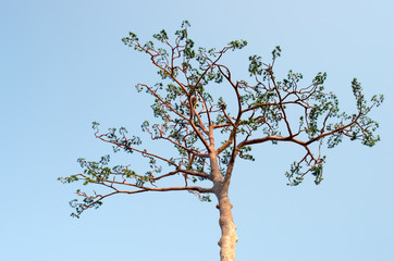 Rikuzentakata solitary pine tree,iwate,tourism of japan（陸前高田・奇跡の一本松）