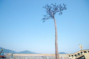 Rikuzentakata solitary pine tree,iwate,tourism of japan（陸前高田・奇跡の一本松）