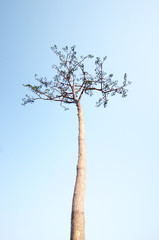 Fototapeta premium Rikuzentakata solitary pine tree,iwate,tourism of japan（陸前高田・奇跡の一本松）
