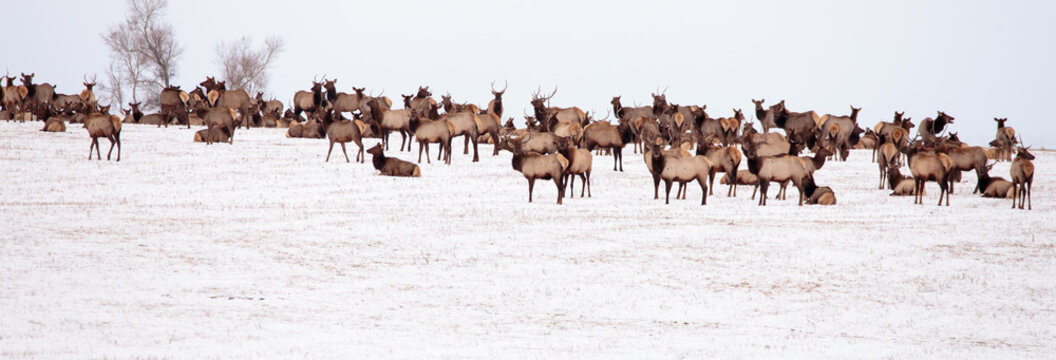 Montana Elk