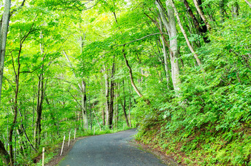 Obraz premium forest（森林）